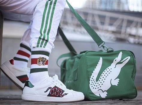 lacoste gucci